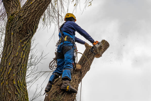 Best Tree Disease Treatment  in Pacific Grove, CA